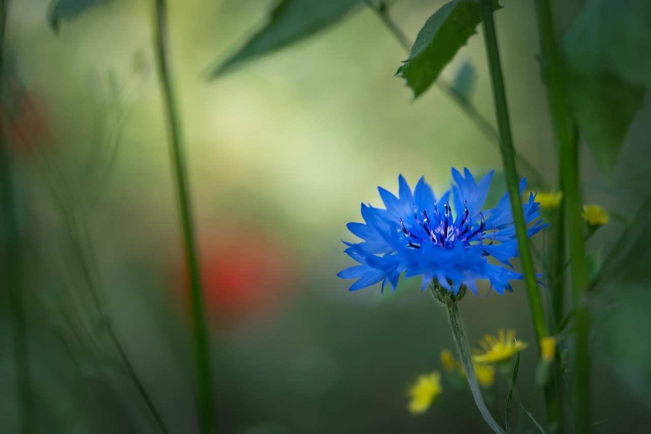 blue-flower