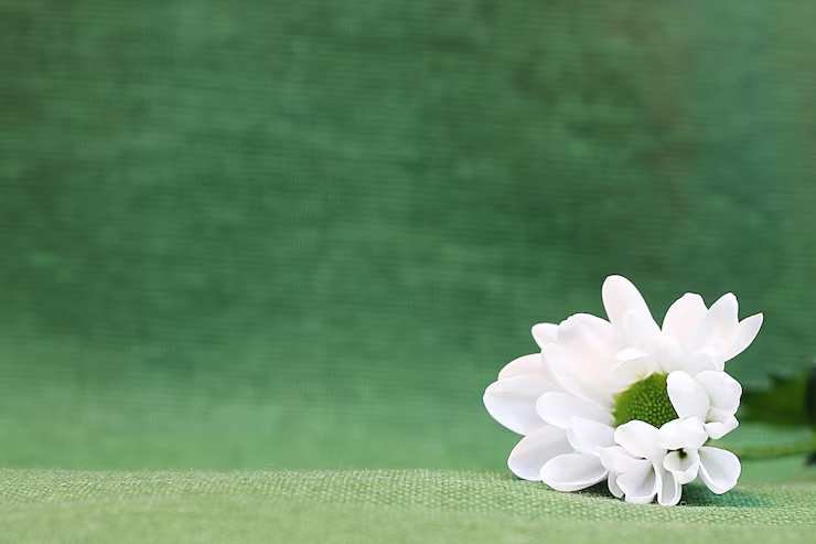 Types of Funeral chrysanthemum-flower