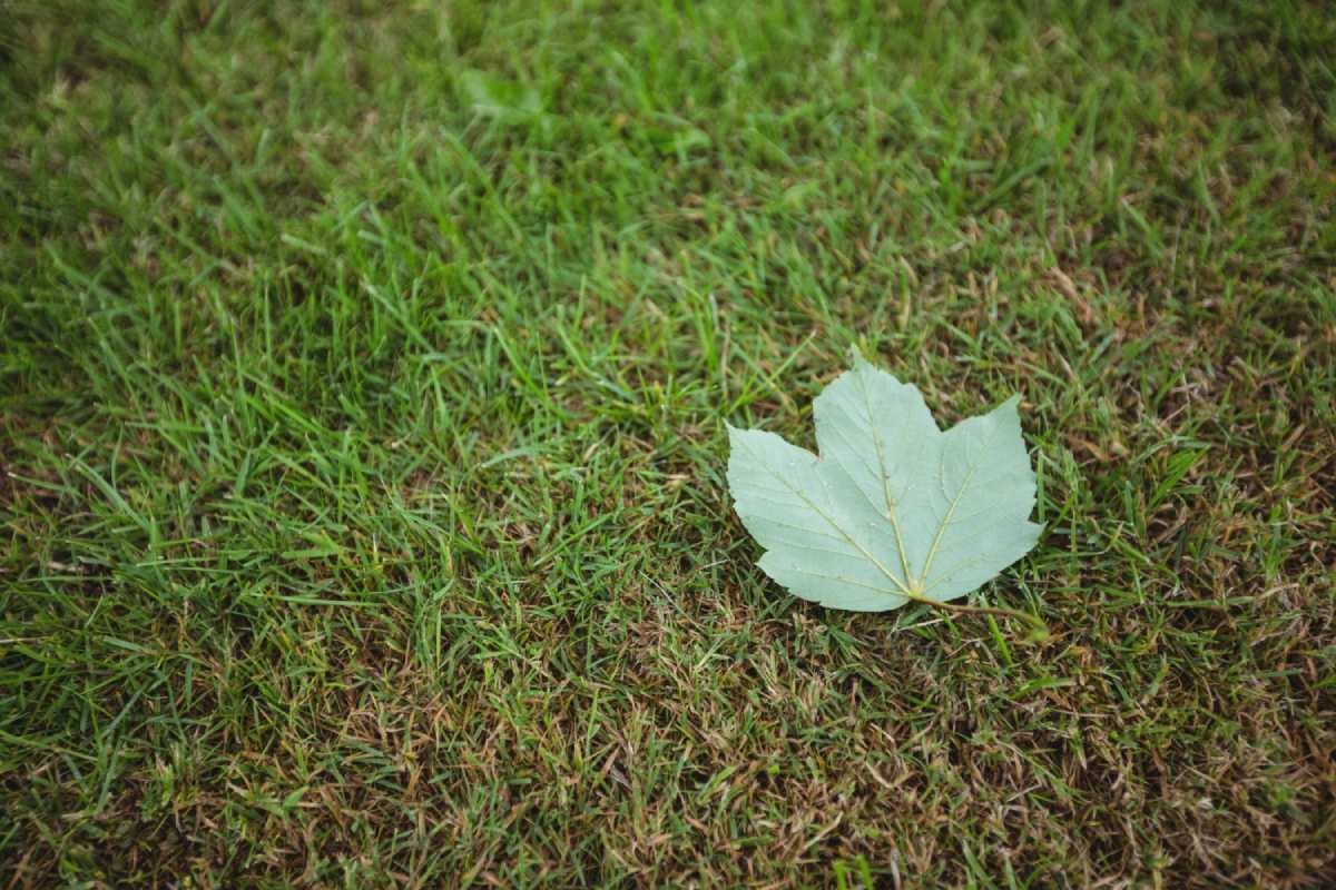 Types of Funeral maple-leaf-fallen-green-grass