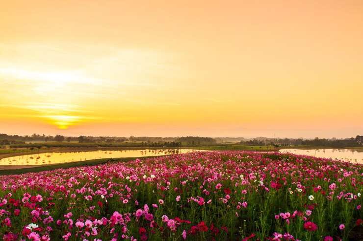 yellow-flowering-plants-field