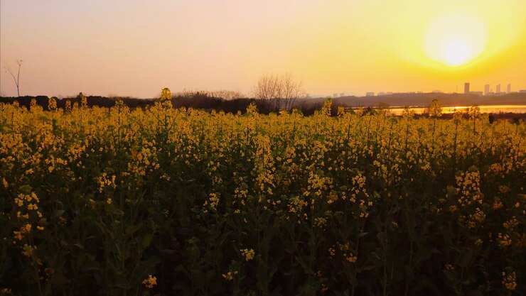 scenic-view-yellow-flowering-plants