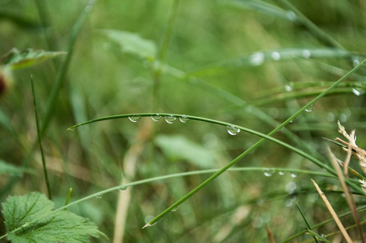 waterdrop-drops-wet-macro