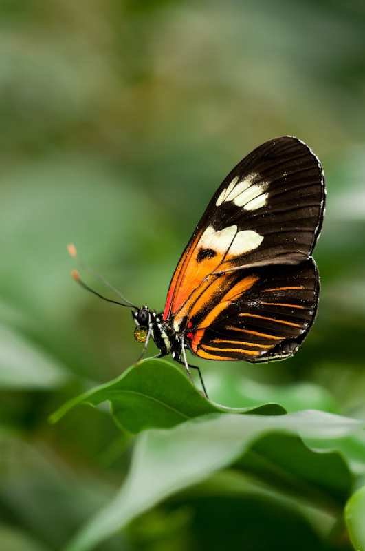 white-and-black-butterfly-on-green-leaf