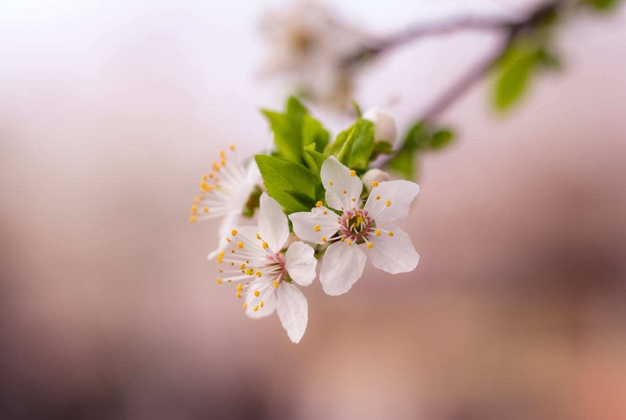 white-petaled-flower