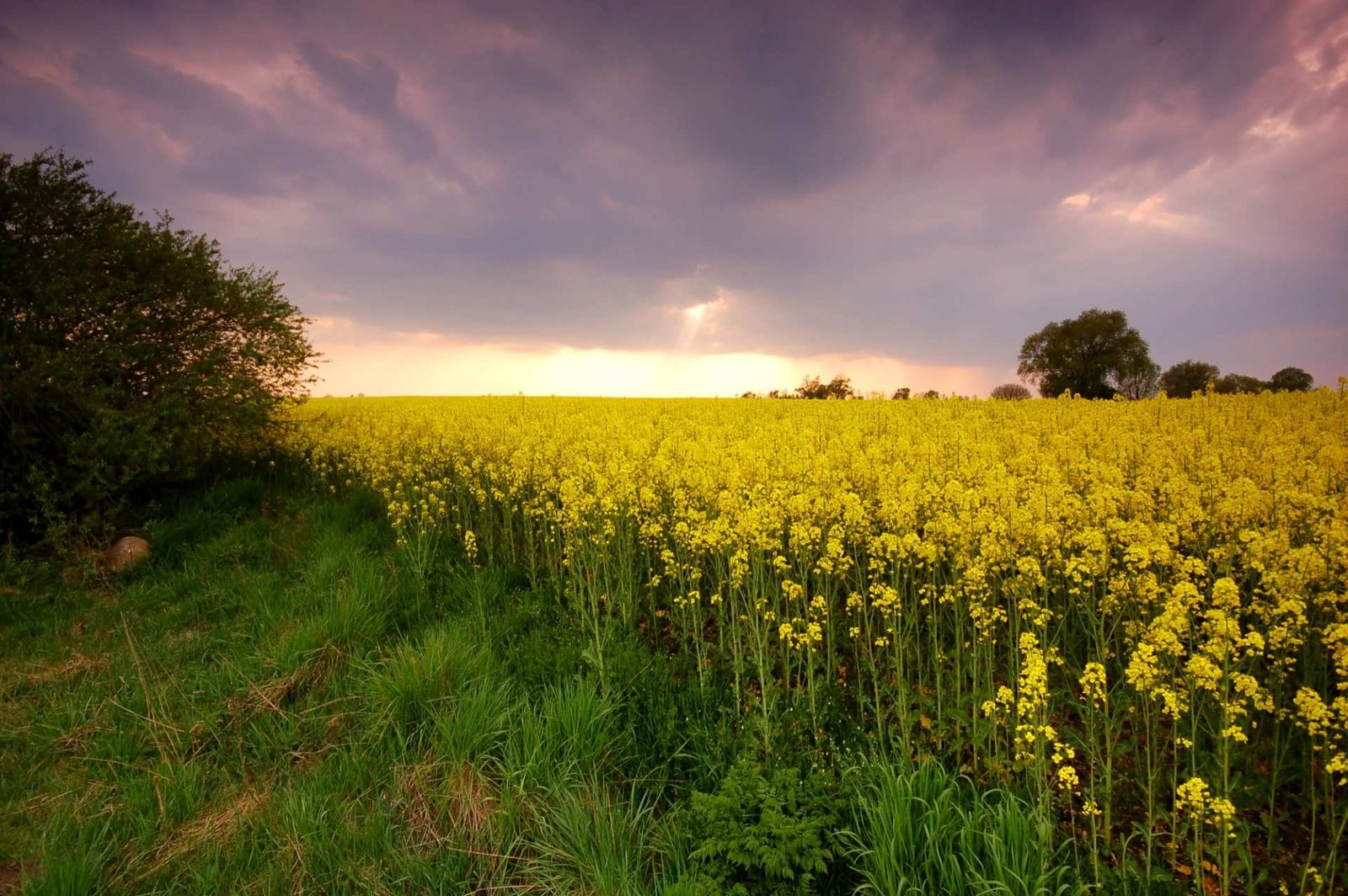 yellow-flower-field