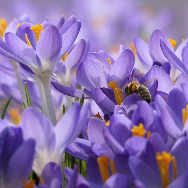 nature-spring-bee