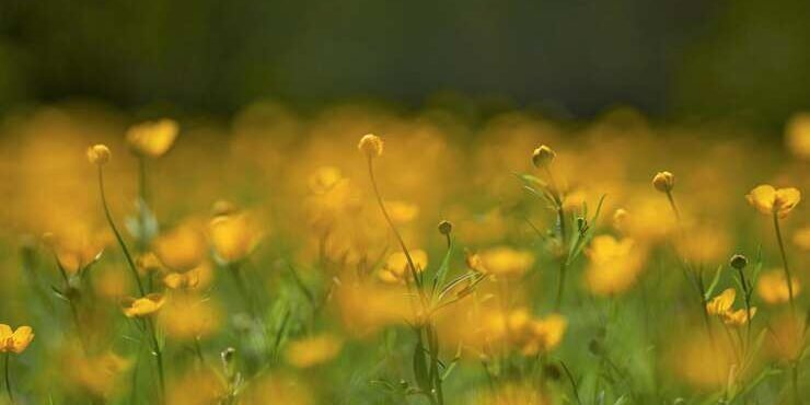 yellow-flowering-plants-field
